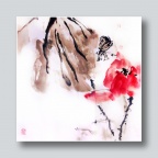 人面荷花相映红